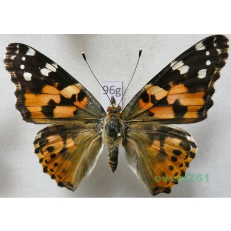 Vanessa cardui (Linnaeus, 1758) Rusałka osetnik Poland96g